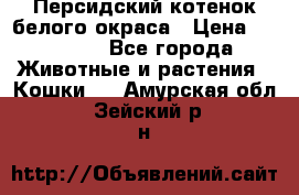 Персидский котенок белого окраса › Цена ­ 35 000 - Все города Животные и растения » Кошки   . Амурская обл.,Зейский р-н